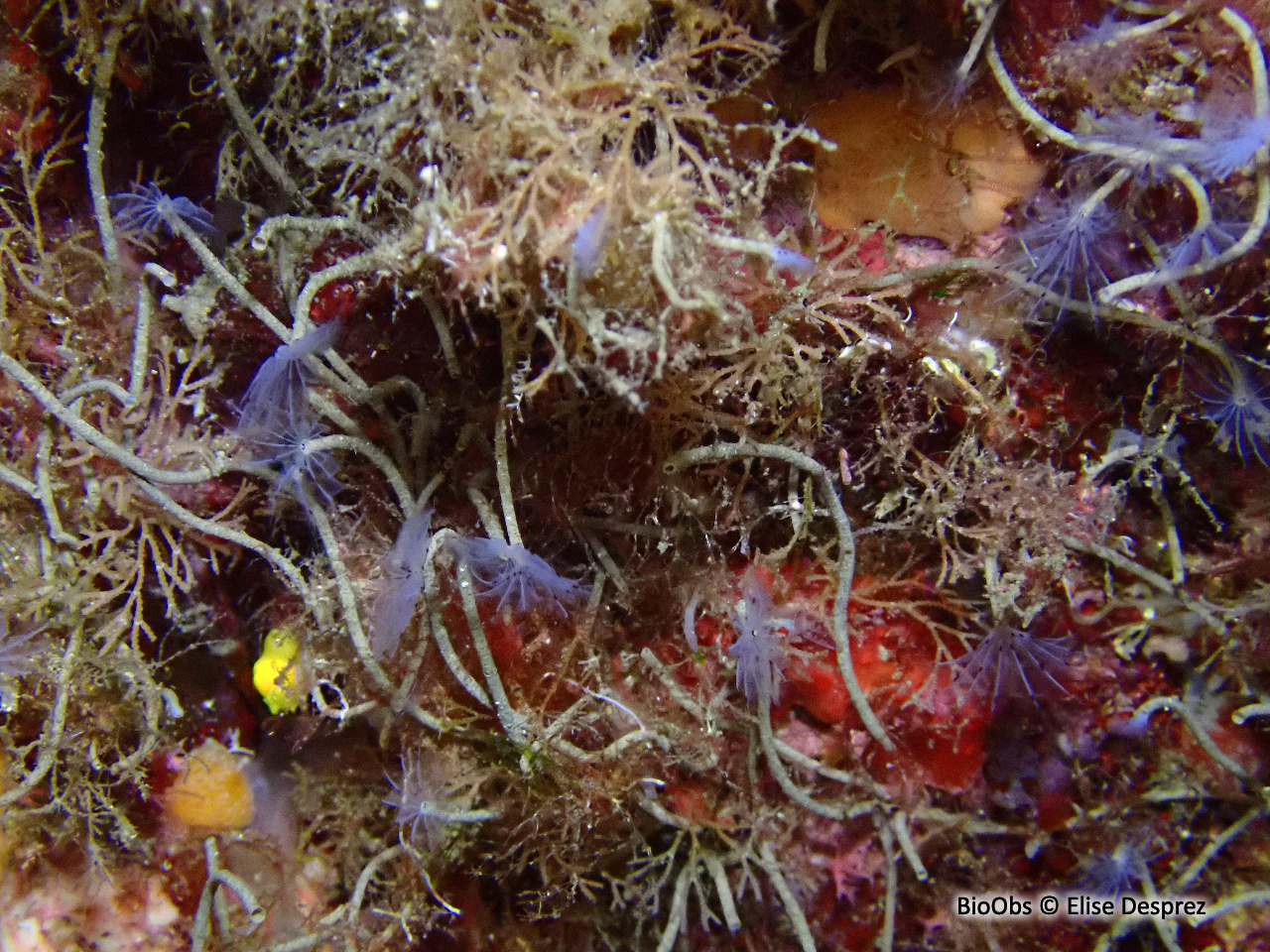 Petite sabelle - Sabella discifera - Elise Desprez - BioObs