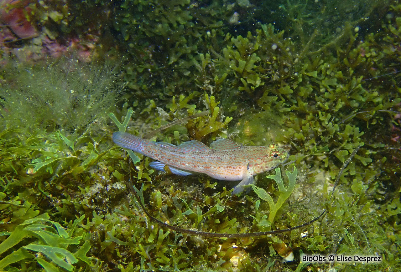 Gobie à tête jaune - Gobius xanthocephalus - Elise Desprez - BioObs