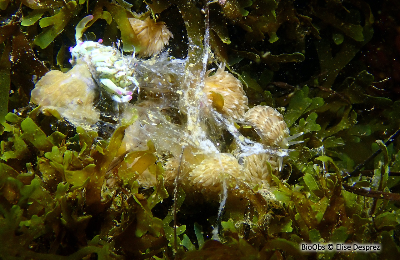 Eolis de Alder - Aeolidiella alderi - Elise Desprez - BioObs