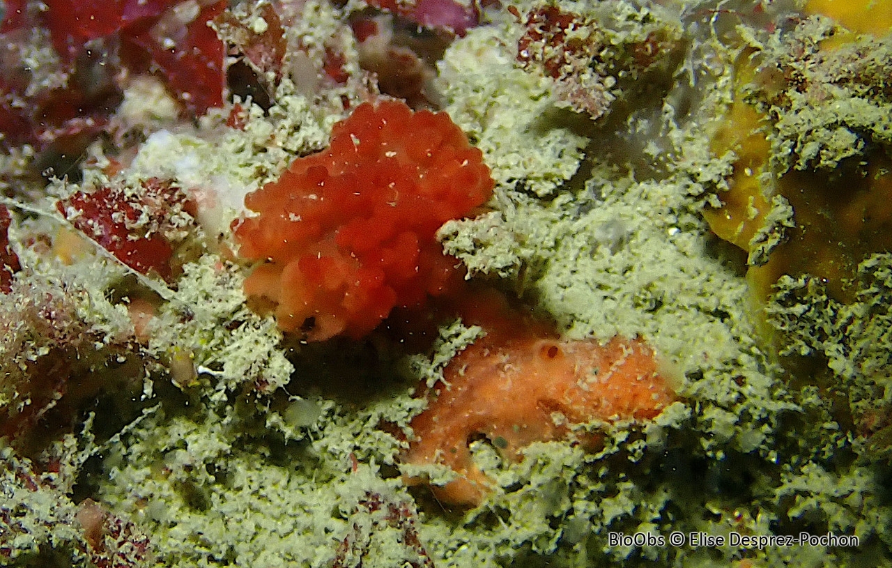 Oscarelle rouge - Aplysilla rubra - Elise Desprez-Pochon - BioObs