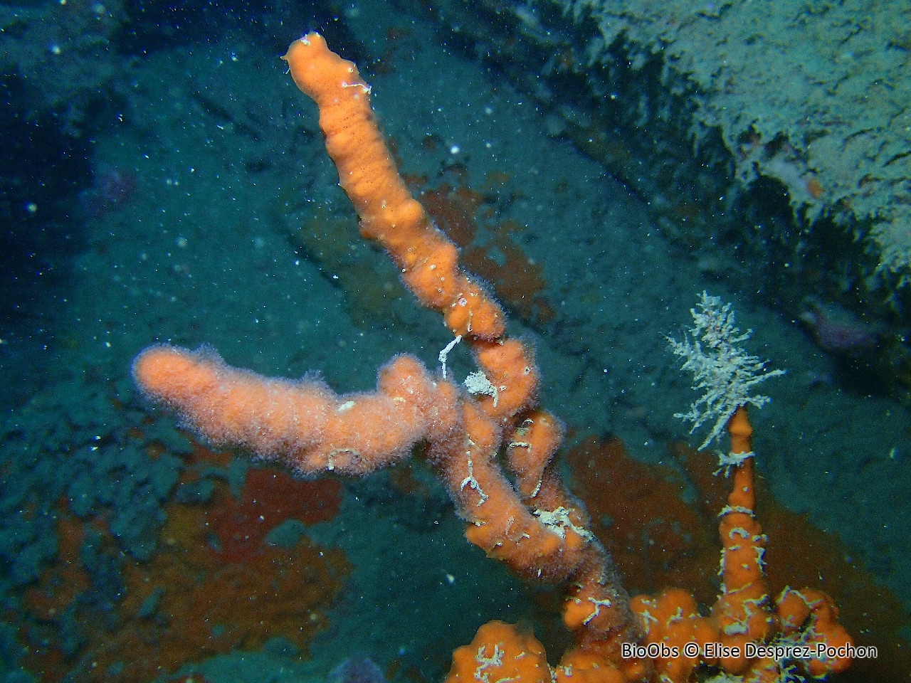 Turbicellepore à grandes côtes - Turbicellepora magnicostata - Elise Desprez-Pochon - BioObs