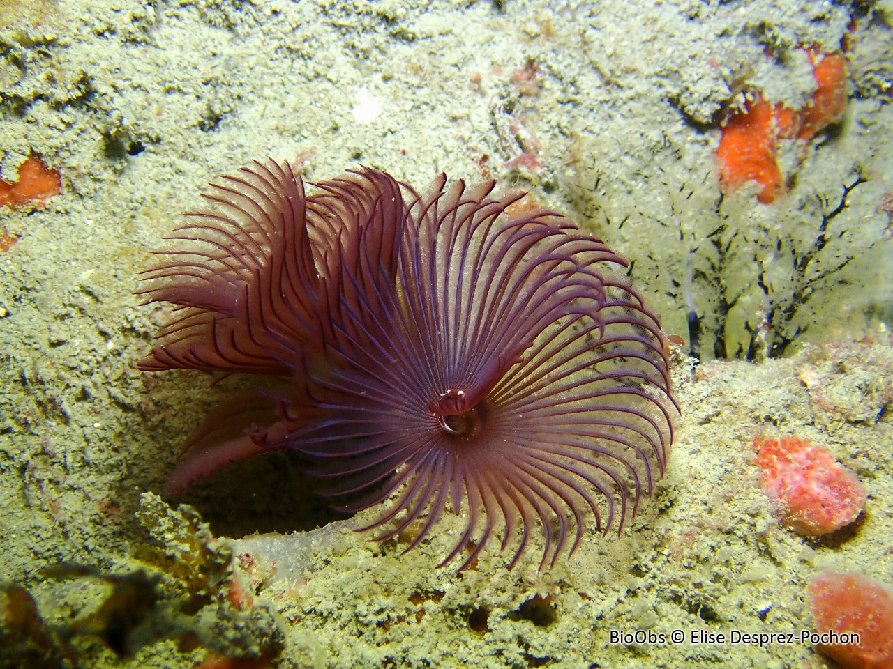 Bispire - Bispira volutacornis - Elise Desprez-Pochon - BioObs