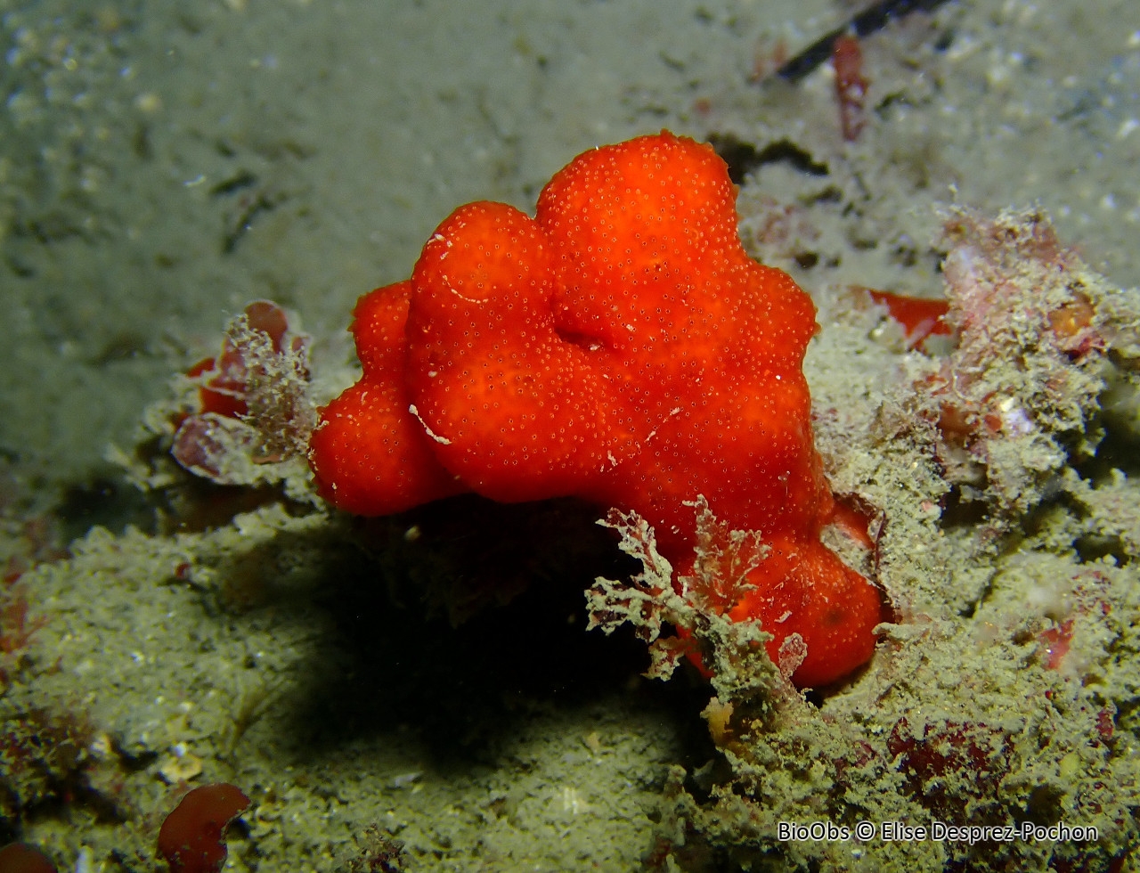 Synascidie de Lacaze - Polysyncraton lacazei - Elise Desprez-Pochon - BioObs