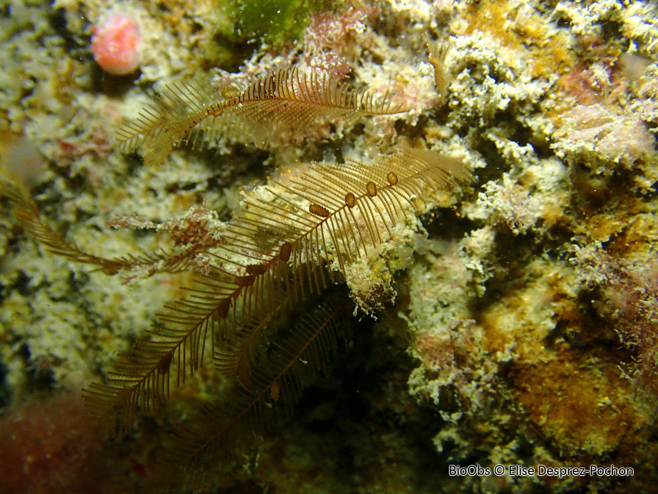 Plumule bicolore - Aglaophenia pluma - Elise Desprez-Pochon - BioObs