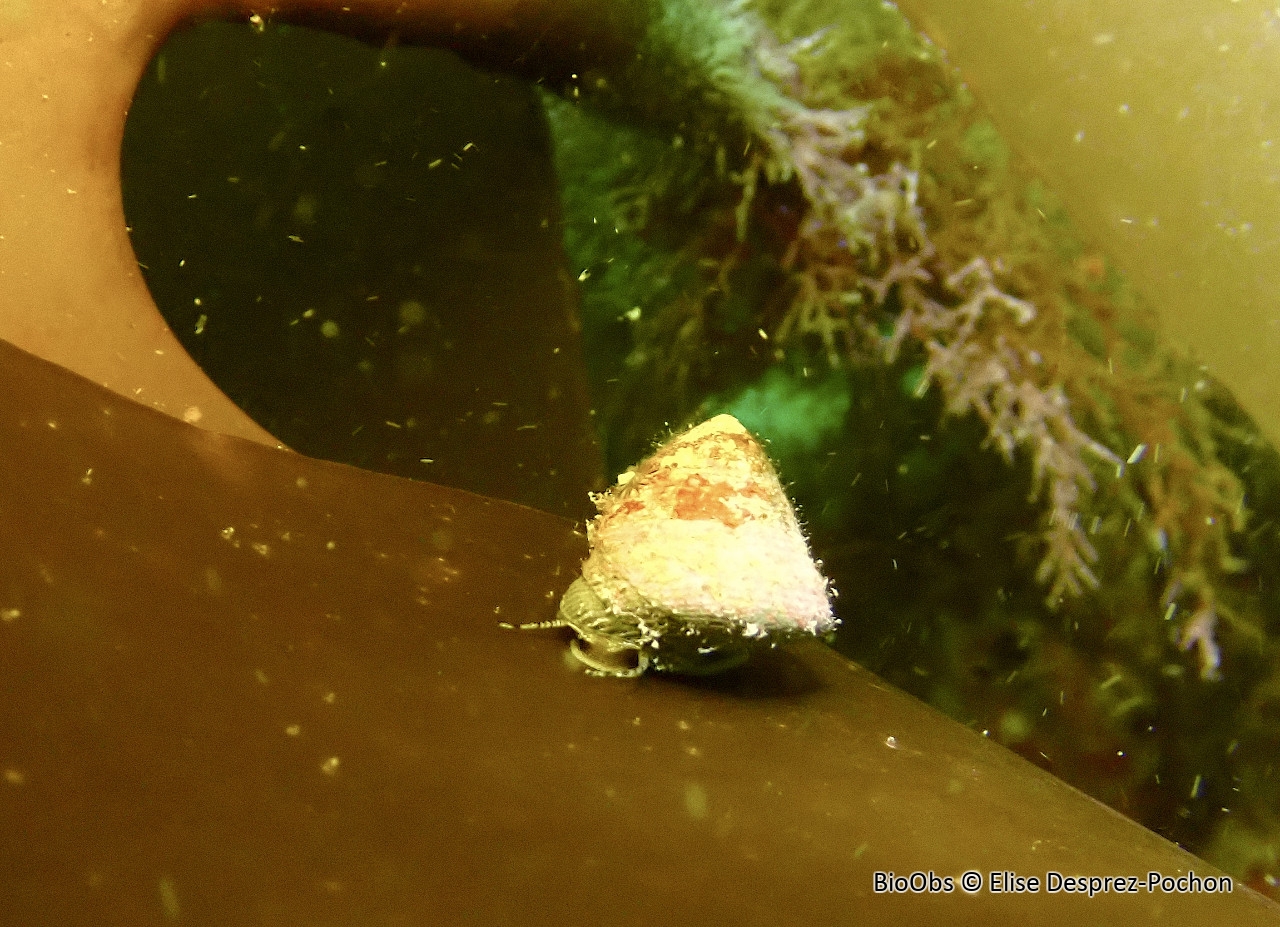 Gibbule mage - Gibbula magus - Elise Desprez-Pochon - BioObs