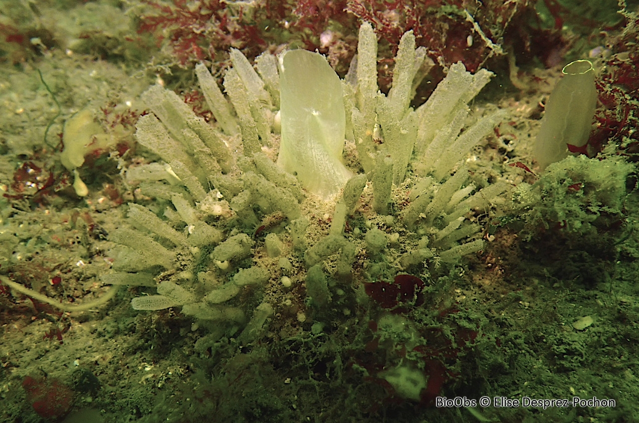 Eponge à languettes - Polymastia penicillus - Elise Desprez-Pochon - BioObs