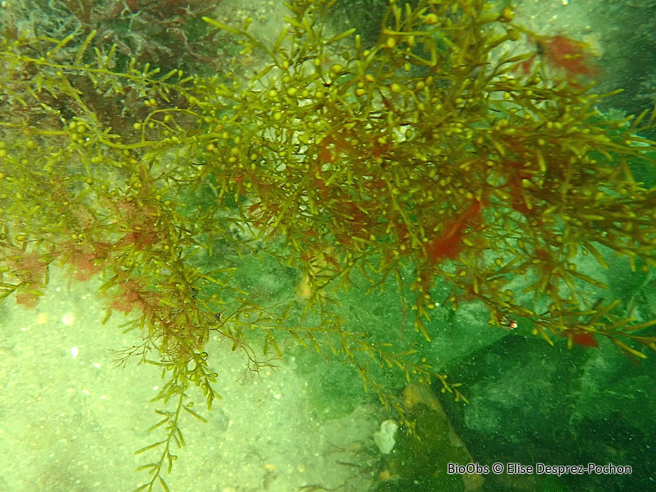 Cystoseire de manche atlantique - Cystoseira spp - Elise Desprez-Pochon - BioObs