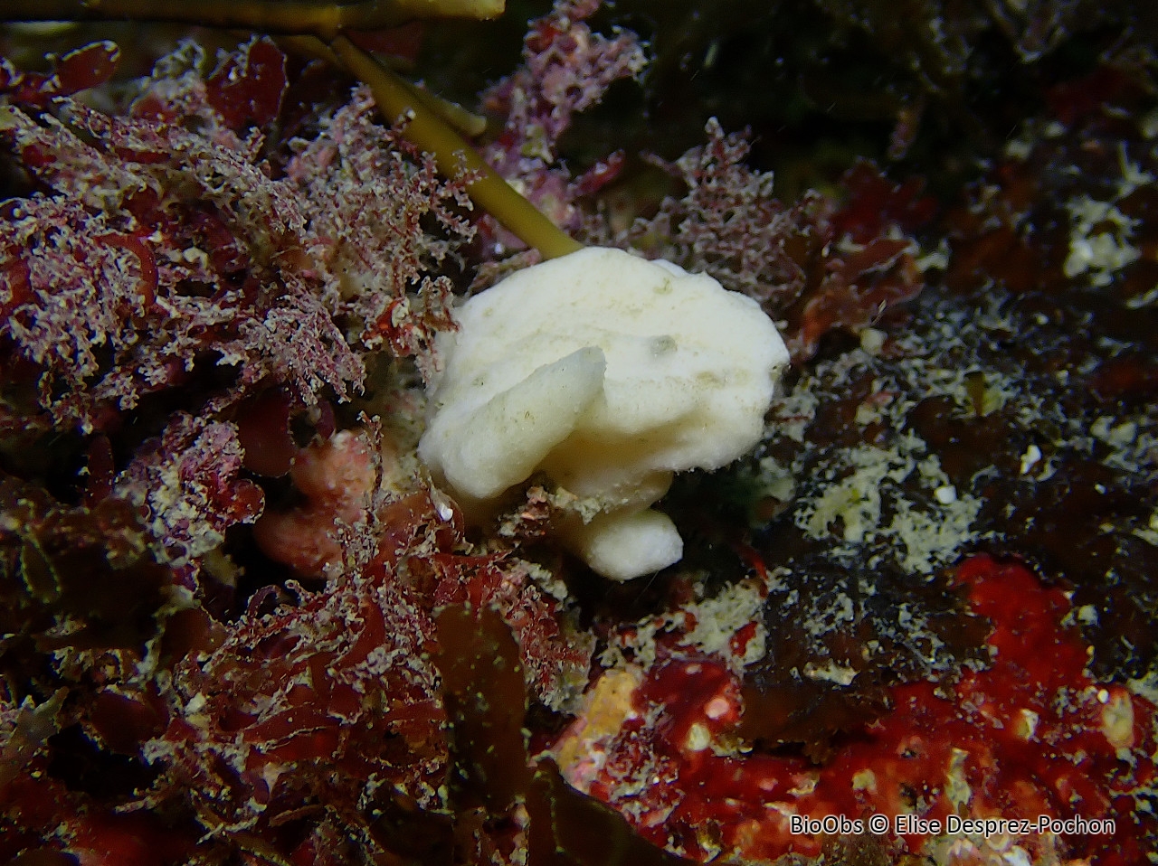 Eponge petite bourse aplatie - Grantia compressa - Elise Desprez-Pochon - BioObs