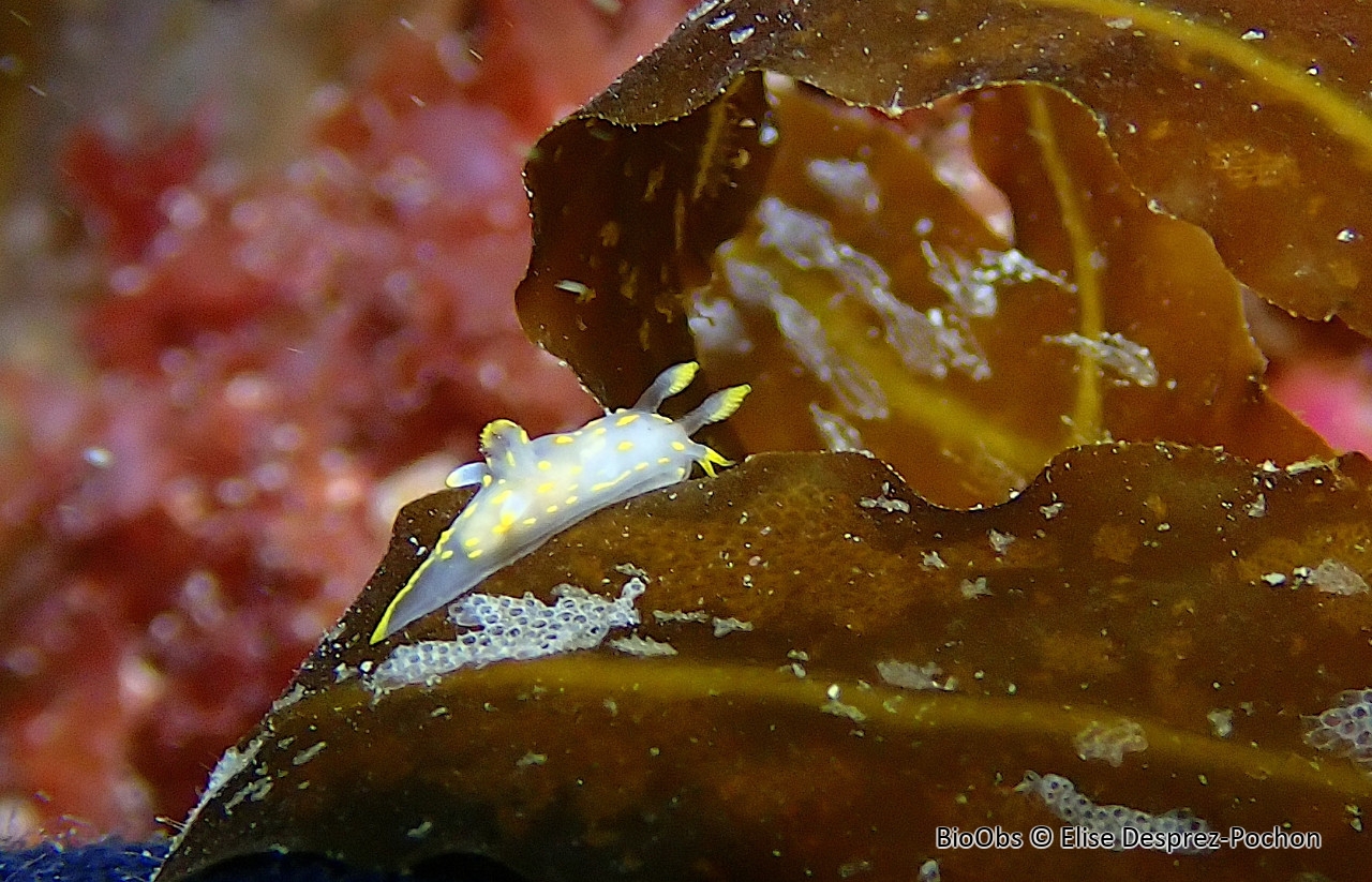 Polycère à quatre lignes - Polycera quadrilineata - Elise Desprez-Pochon - BioObs
