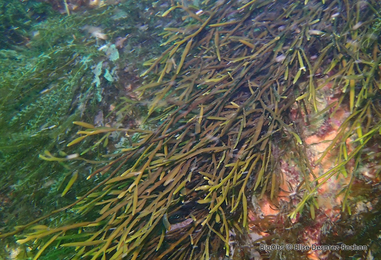 Queue de poulain - Halidrys siliquosa - Elise Desprez-Pochon - BioObs