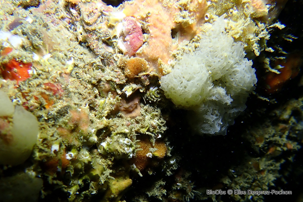 Clathrine blanche - Ascandra contorta - Elise Desprez-Pochon - BioObs