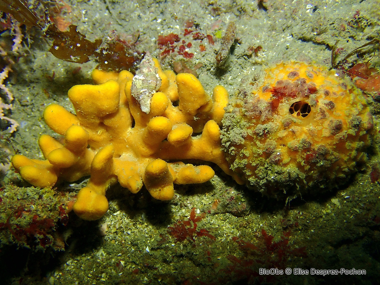 Axinelle étoilée - Axinella dissimilis - Elise Desprez-Pochon - BioObs