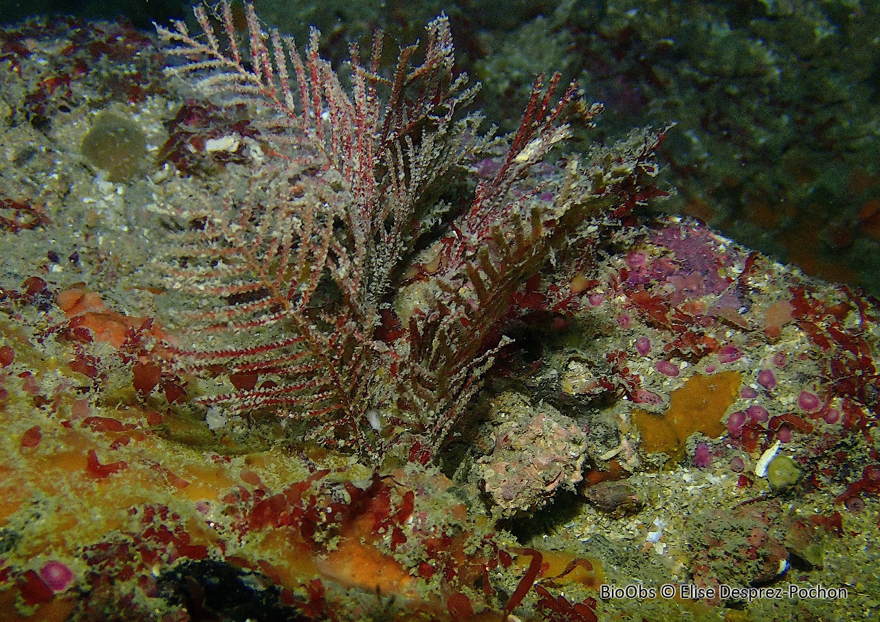 Hydraire-sapin - Abietinaria abietina - Elise Desprez-Pochon - BioObs