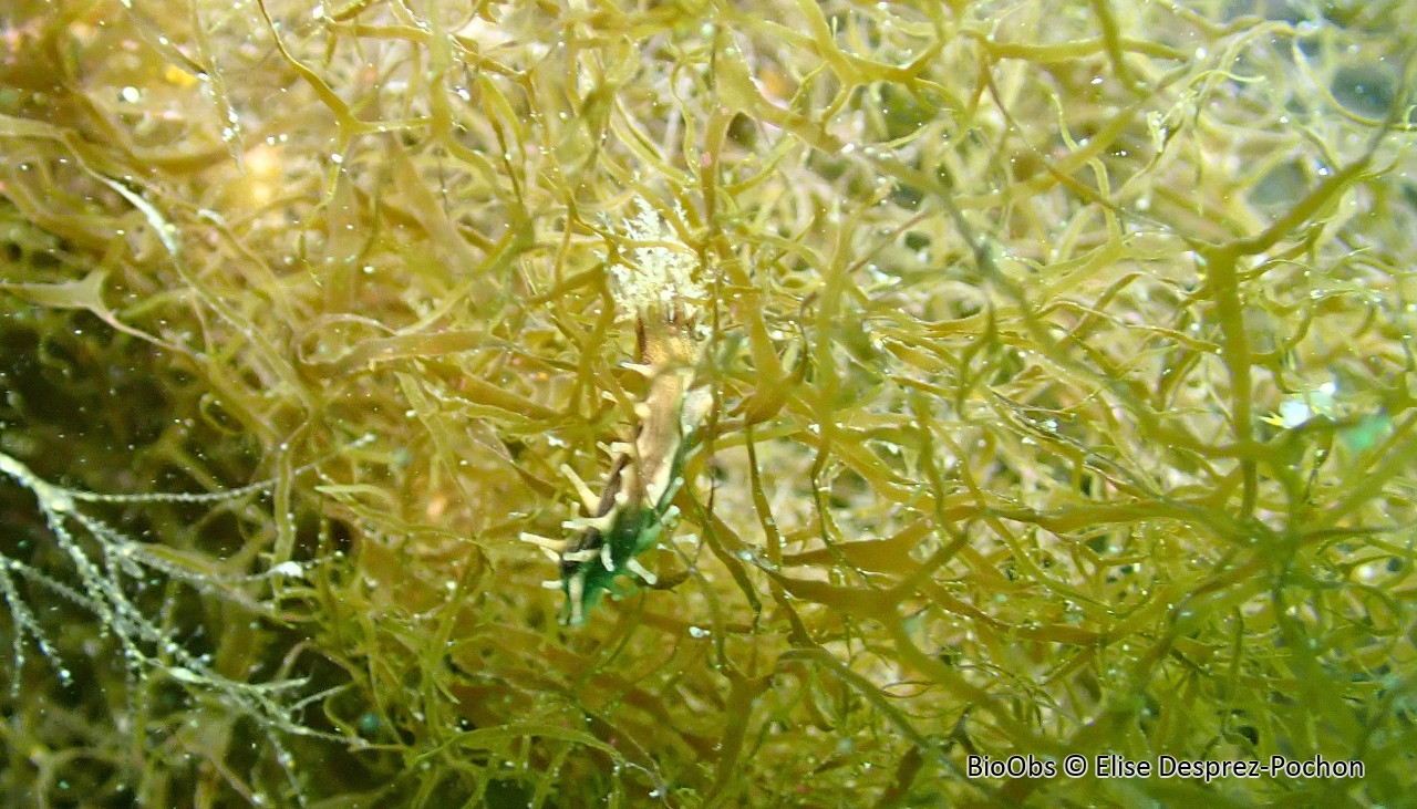 Petit lèche-doigts blanc - Ocnus lacteus - Elise Desprez-Pochon - BioObs