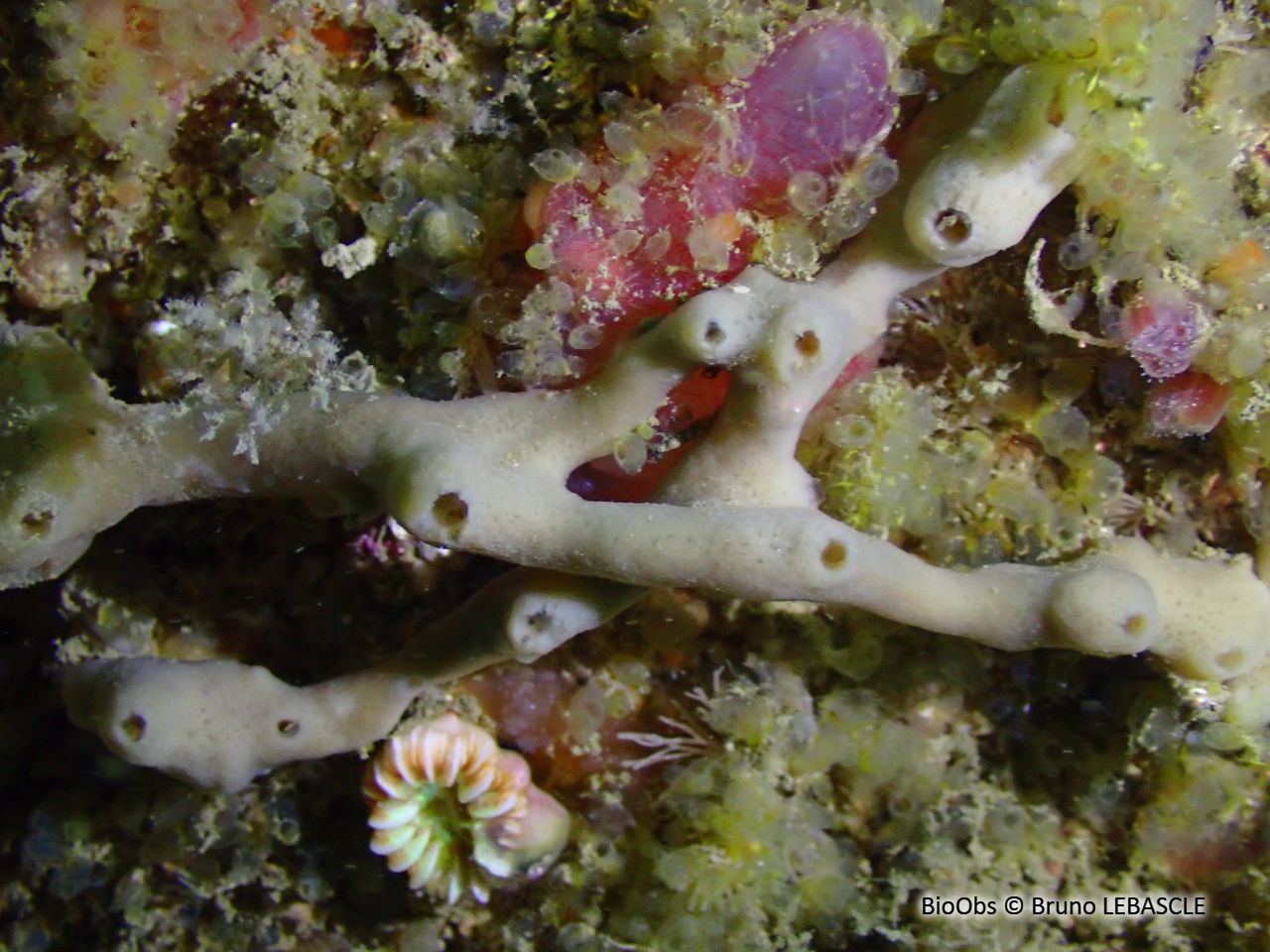 Eponge tubes de fer - Haliclona (Haliclona) simulans - Bruno LEBASCLE - BioObs