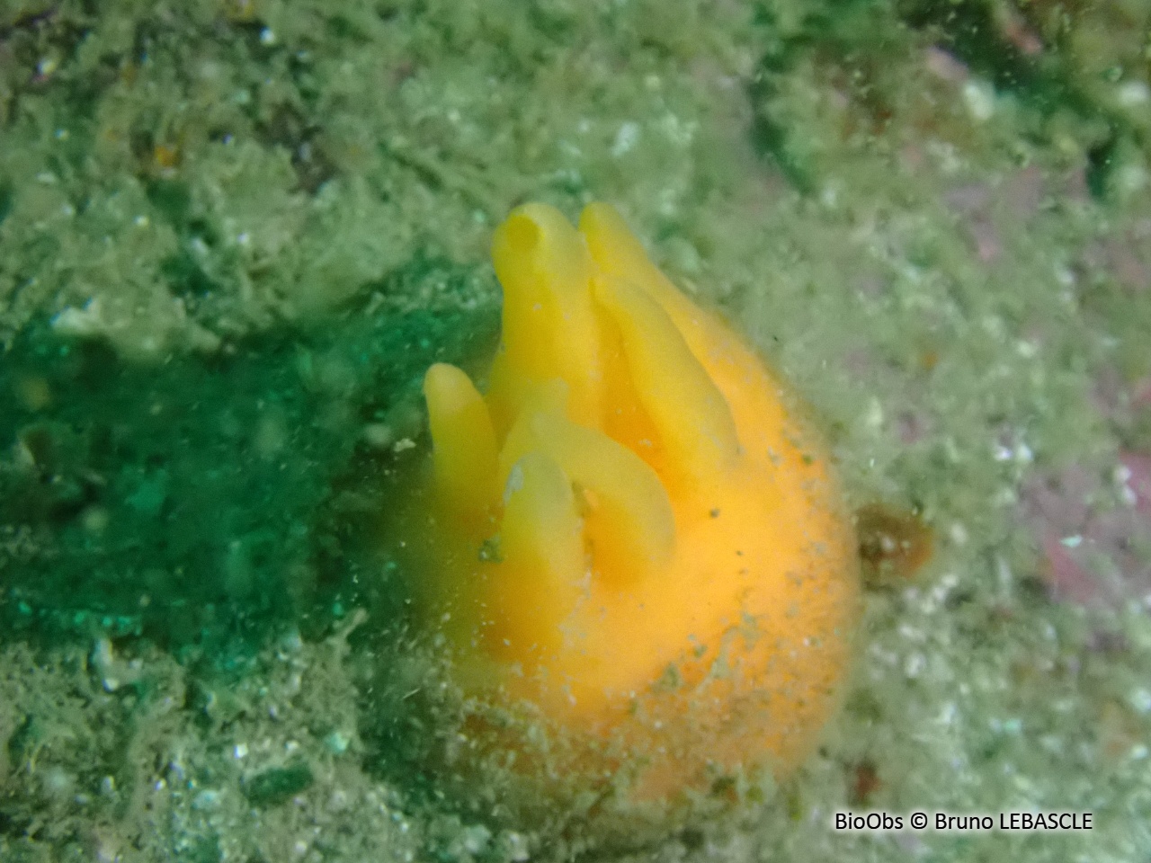 Eponge mamelle - Polymastia boletiformis - Bruno LEBASCLE - BioObs