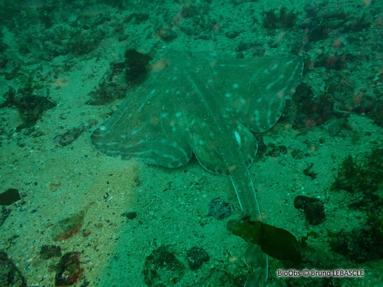 Raie mêlée - Raja microcellata - Bruno LEBASCLE - BioObs