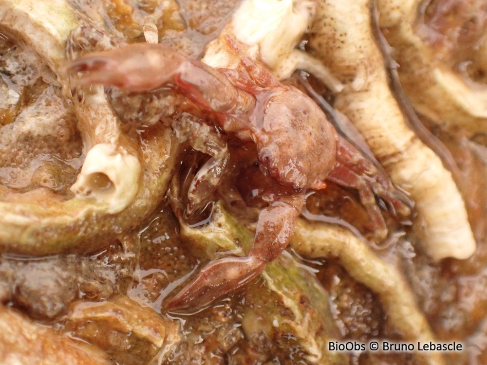 Crabe porcelaine à longues pinces - Pisidia longicornis - Bruno Lebascle - BioObs