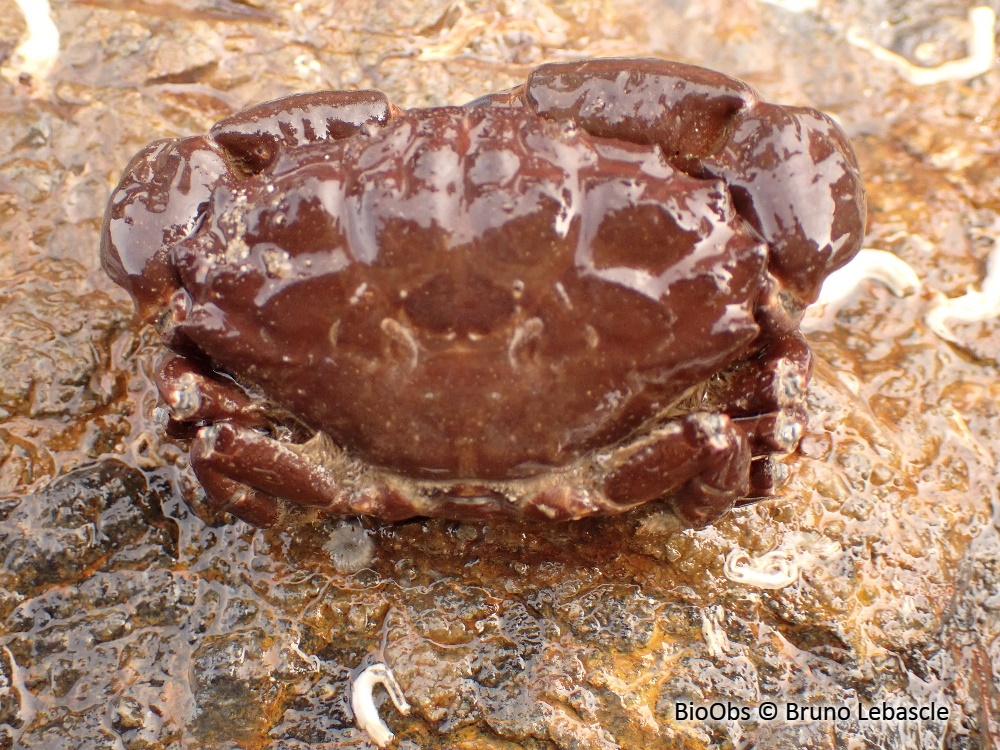 Crabe de pierre - Xantho hydrophilus - Bruno Lebascle - BioObs