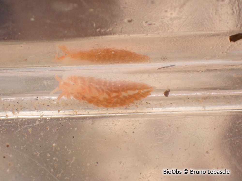 Eolis sanguine - Aeolidiella sanguinea - Bruno Lebascle - BioObs