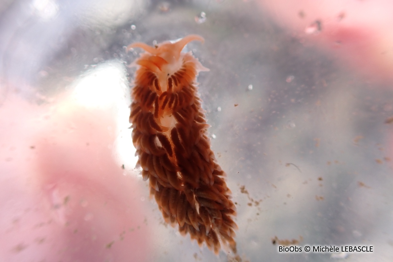 Eolis sanguine - Aeolidiella sanguinea - Michèle LEBASCLE - BioObs