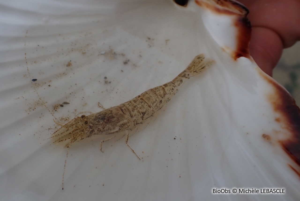 Crevette grise européenne - Crangon crangon - Michèle LEBASCLE - BioObs
