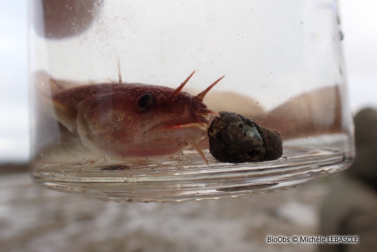 Motelle à cinq barbillons - Ciliata mustela - Michèle LEBASCLE - BioObs