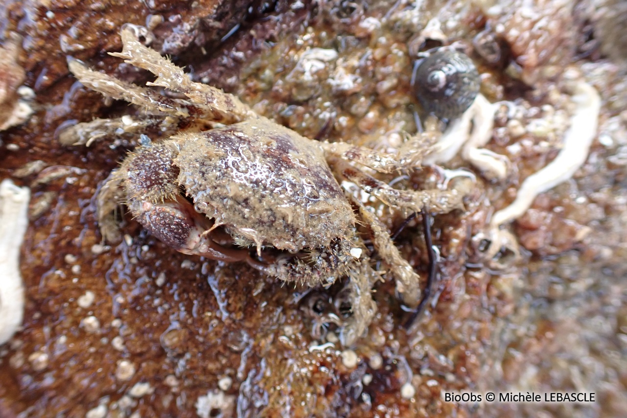 Pilumne hirsute - Pilumnus hirtellus - Michèle LEBASCLE - BioObs