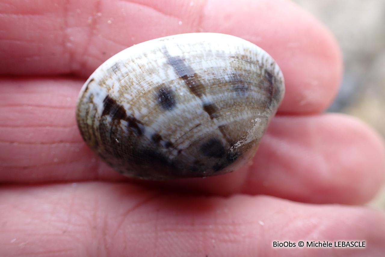 Palourde-poulette - Venerupis corrugata - Michèle LEBASCLE - BioObs