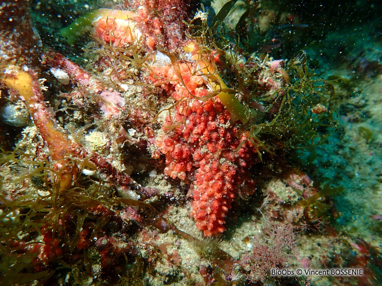 Ascidie varioleuse - Distomus variolosus - Vincent BOSSENIE - BioObs