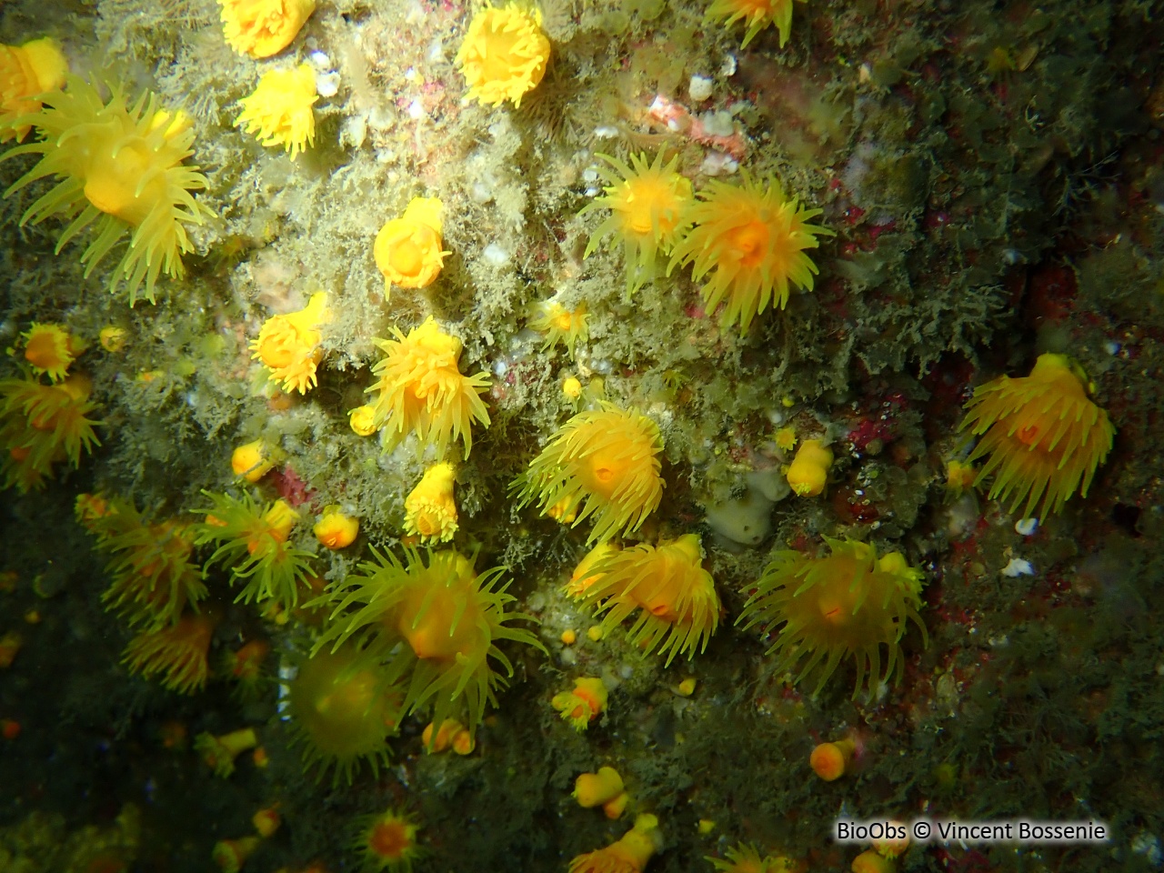Corail jaune solitaire - Leptopsammia pruvoti - Vincent Bossenie - BioObs