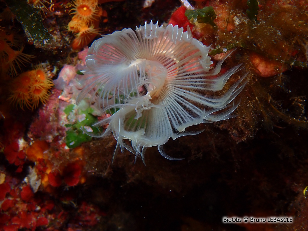 Protule lisse - Protula tubularia - Bruno LEBASCLE - BioObs