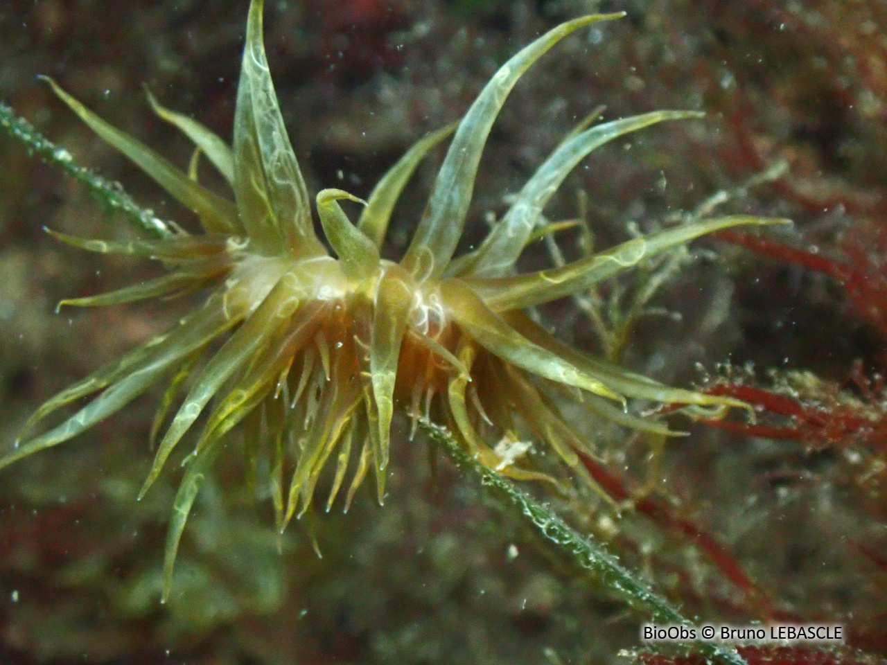 Aiptasie de Couch - Aiptasia couchii - Bruno LEBASCLE - BioObs