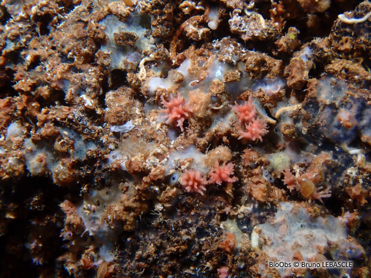 Foraminifère rouge - Miniacina miniacea - Bruno LEBASCLE - BioObs