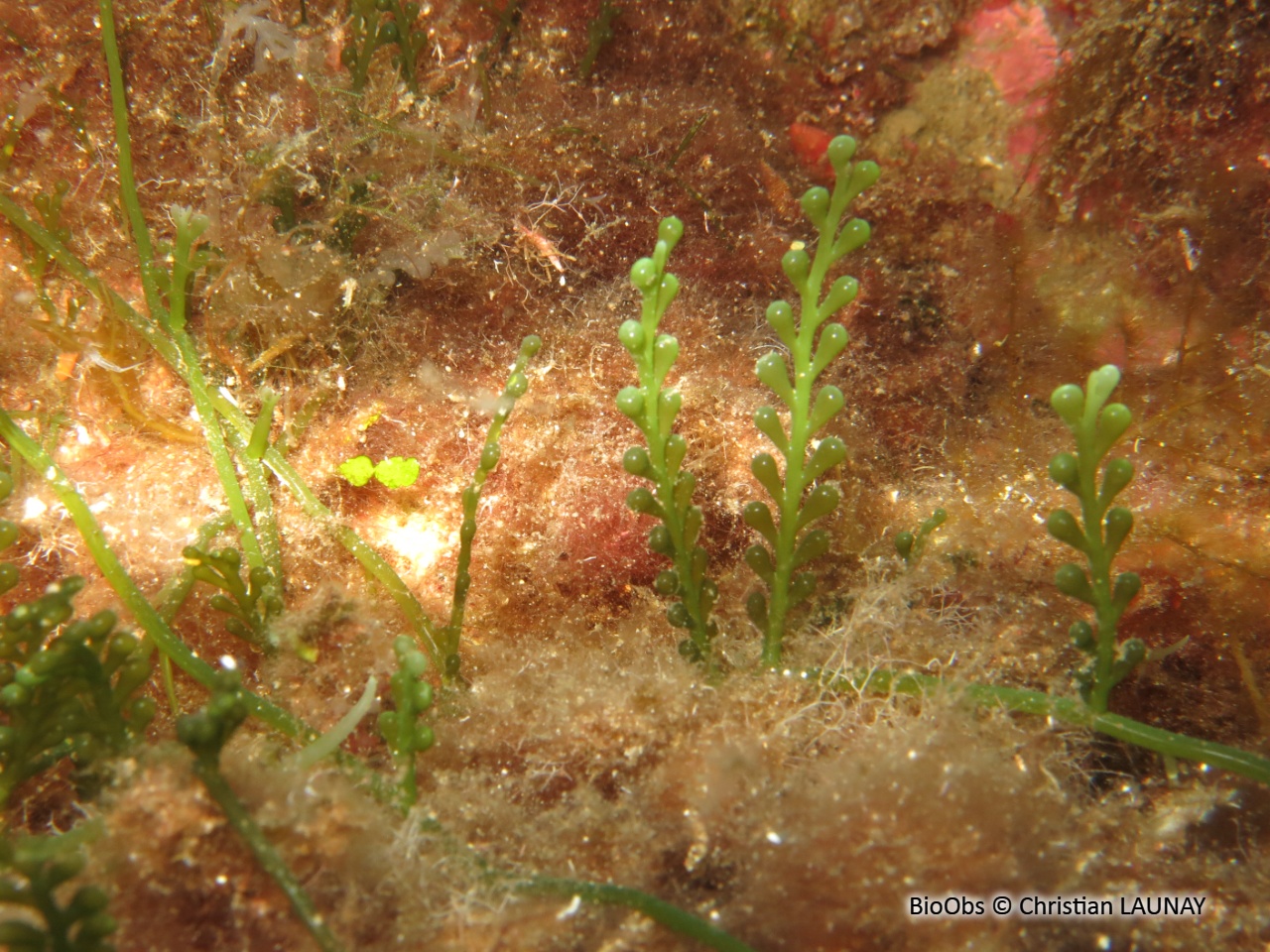 Caulerpe cylindracée - Caulerpa cylindracea - Christian LAUNAY - BioObs