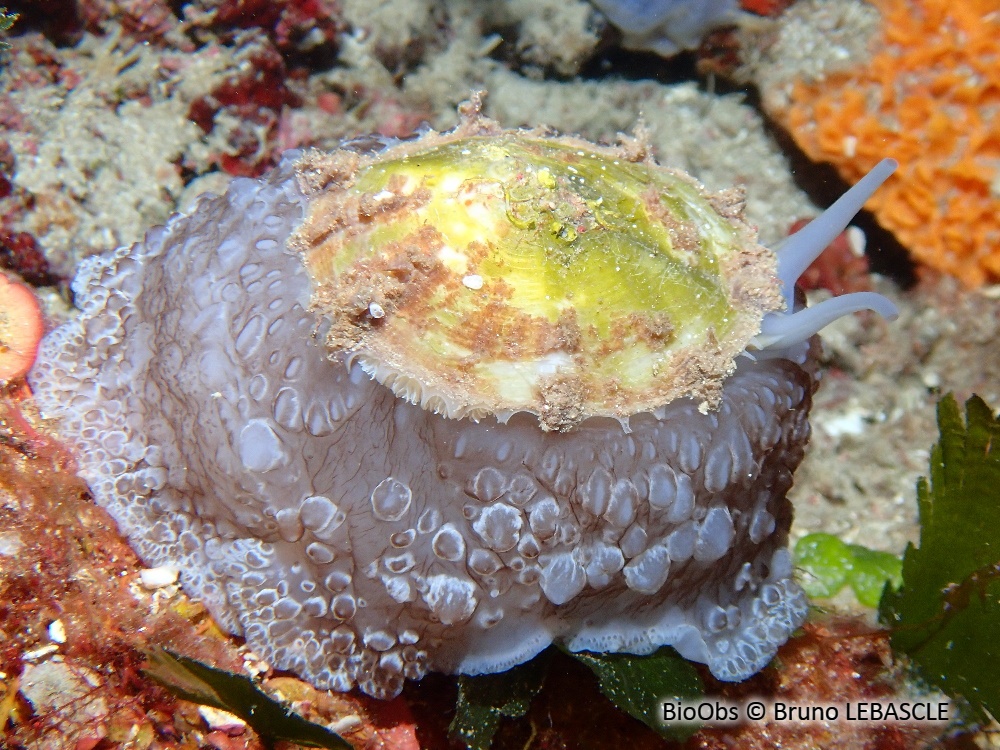 Ombrelle - Umbraculum umbraculum - Bruno LEBASCLE - BioObs