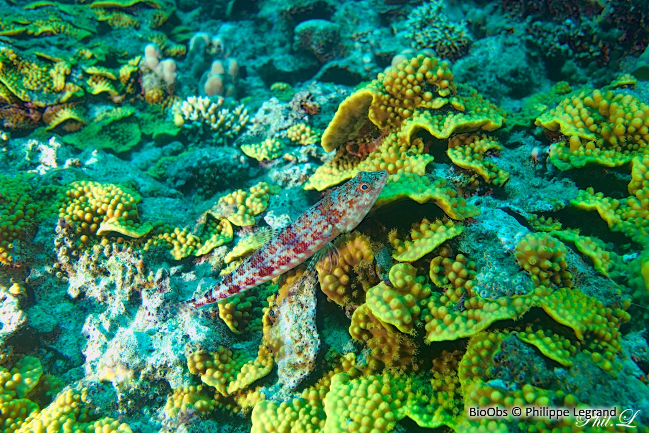 Poisson-lézard tacheté - Synodus variegatus - Philippe Legrand - BioObs