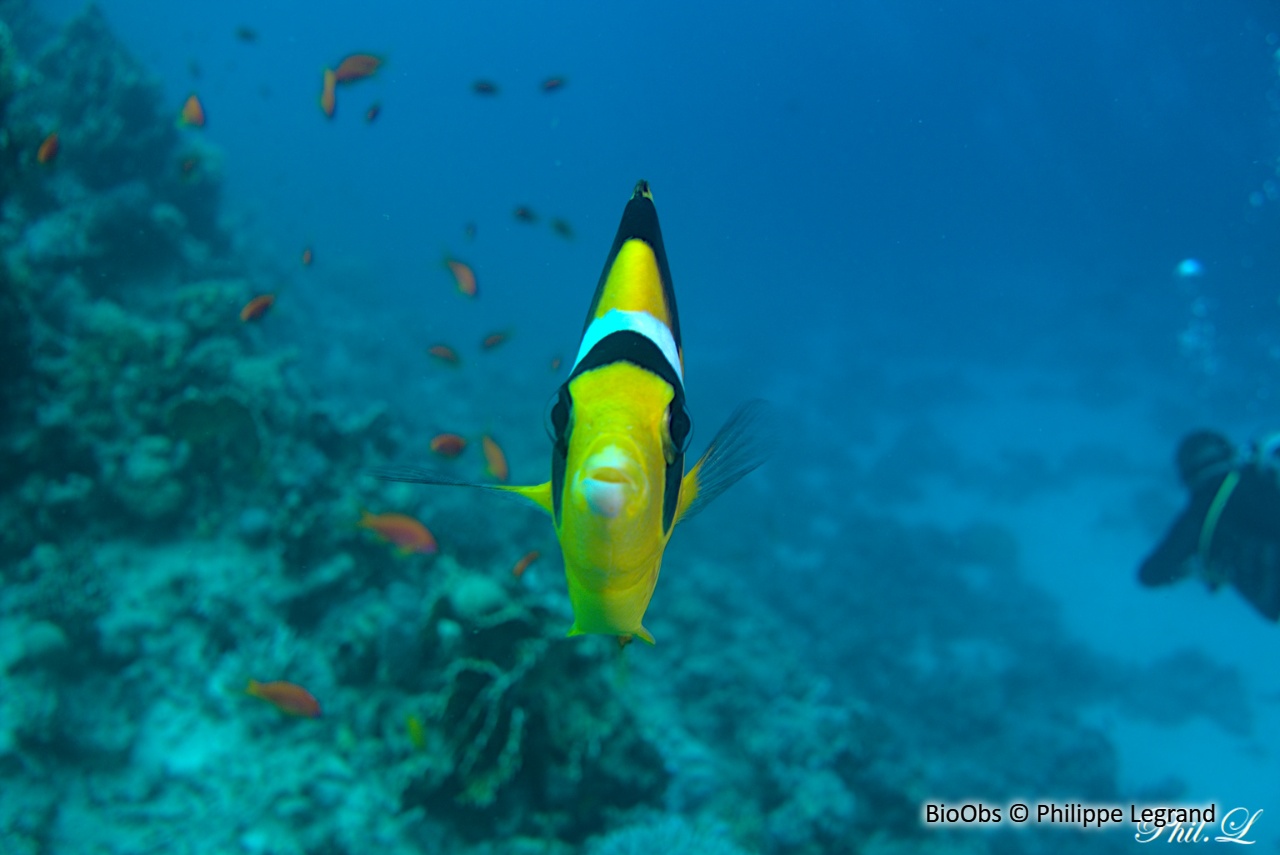 Poisson raton laveur de mer rouge - Chaetodon fasciatus - Philippe Legrand - BioObs