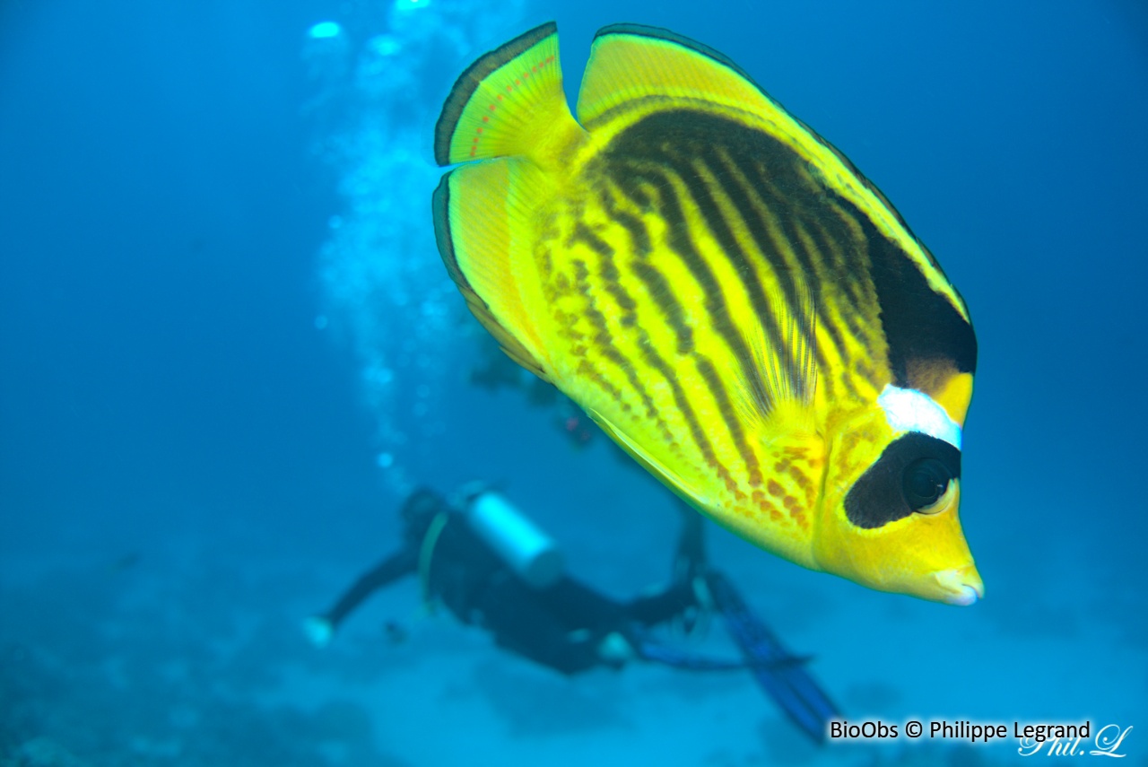 Poisson raton laveur de mer rouge - Chaetodon fasciatus - Philippe Legrand - BioObs