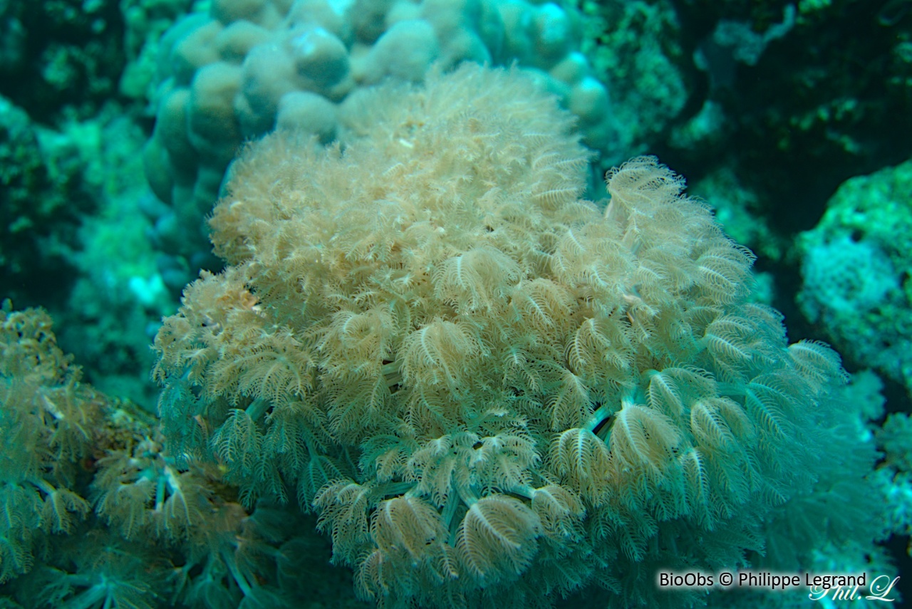 Xénia duveteux - Anthelia glauca - Philippe Legrand - BioObs