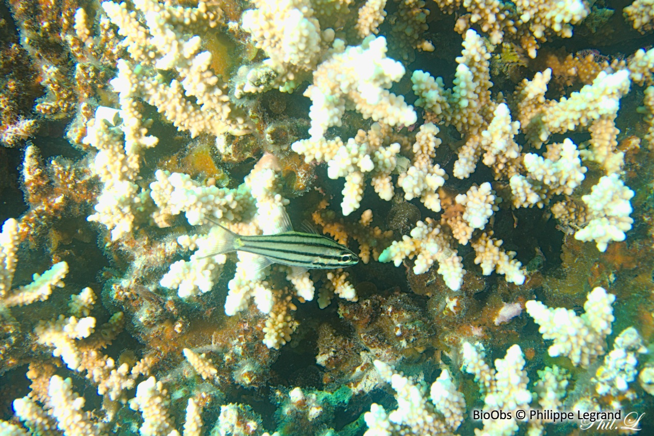 Apogon à cinq lignes - Cheilodipterus quinquelineatus - Philippe Legrand - BioObs