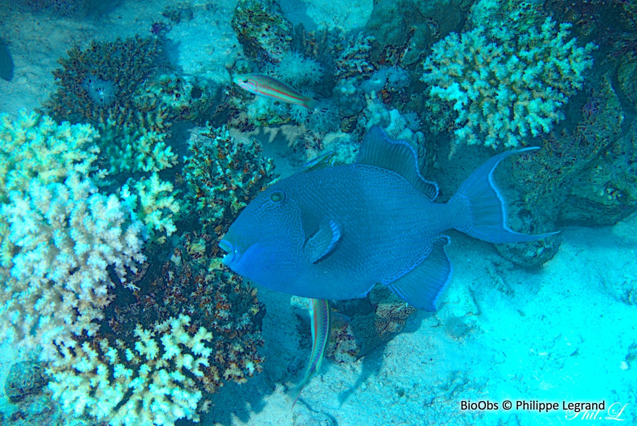 Baliste bleu - Odonus niger - Philippe Legrand - BioObs