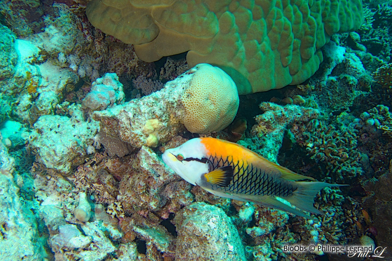 Labre à long museau - Epibulus insidiator - Philippe Legrand - BioObs