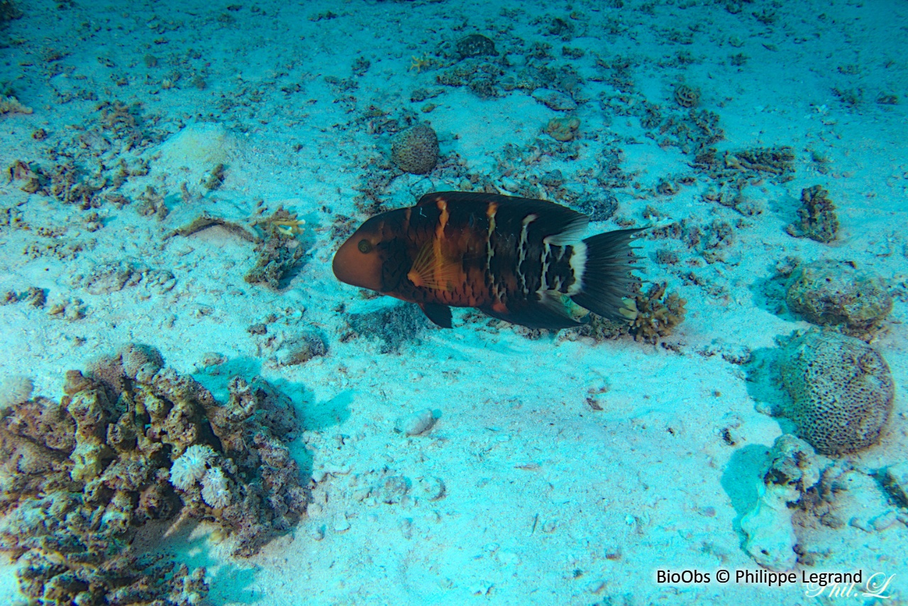 Vieille rayée - Cheilinus fasciatus - Philippe Legrand - BioObs