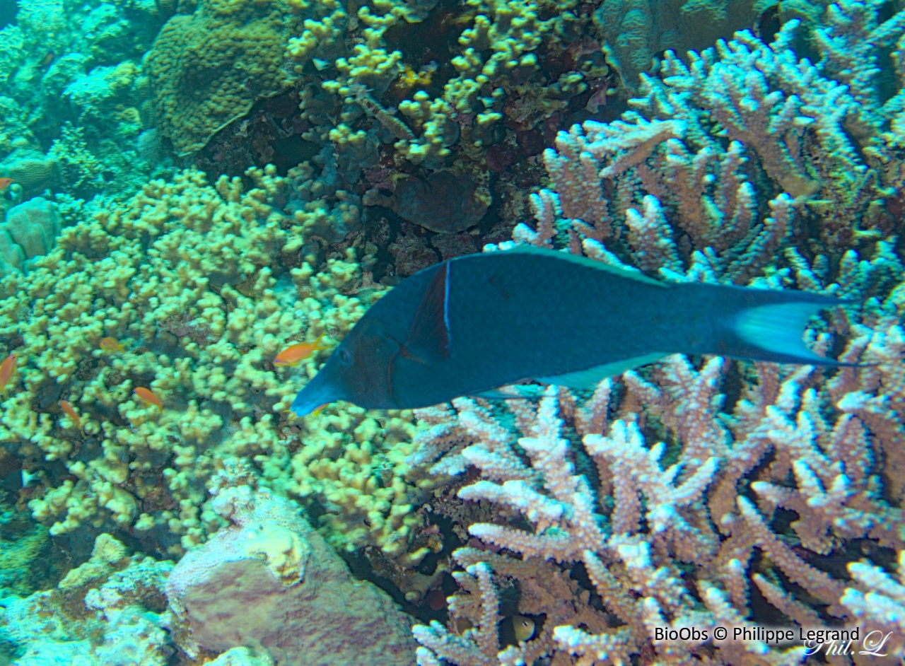 Labre-oiseau indien - Gomphosus caeruleus - Philippe Legrand - BioObs