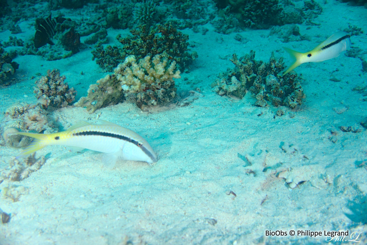 Rouget de Mer Rouge - Parupeneus forsskali - Philippe Legrand - BioObs