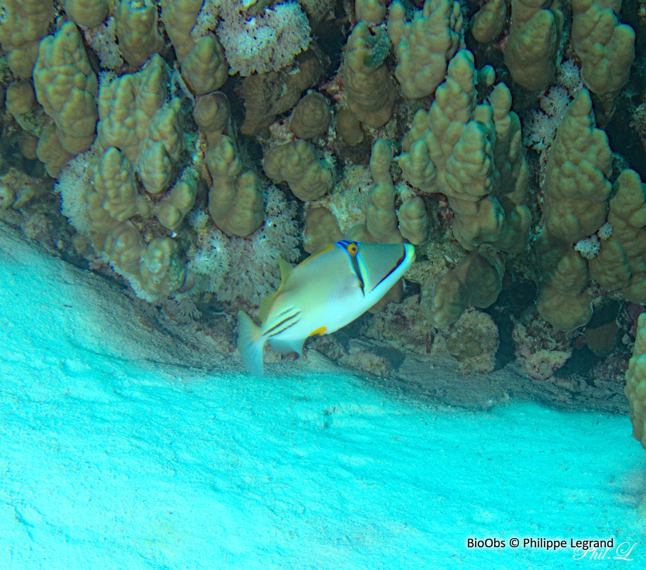 Baliste picasso clair - Rhinecanthus aculeatus - Philippe Legrand - BioObs