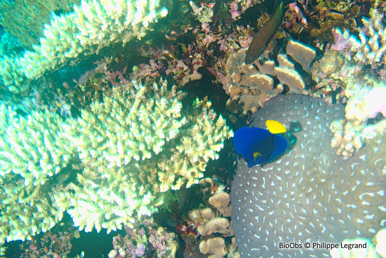Chirurgien-voile à queue jaune - Zebrasoma xanthurum - Philippe Legrand - BioObs
