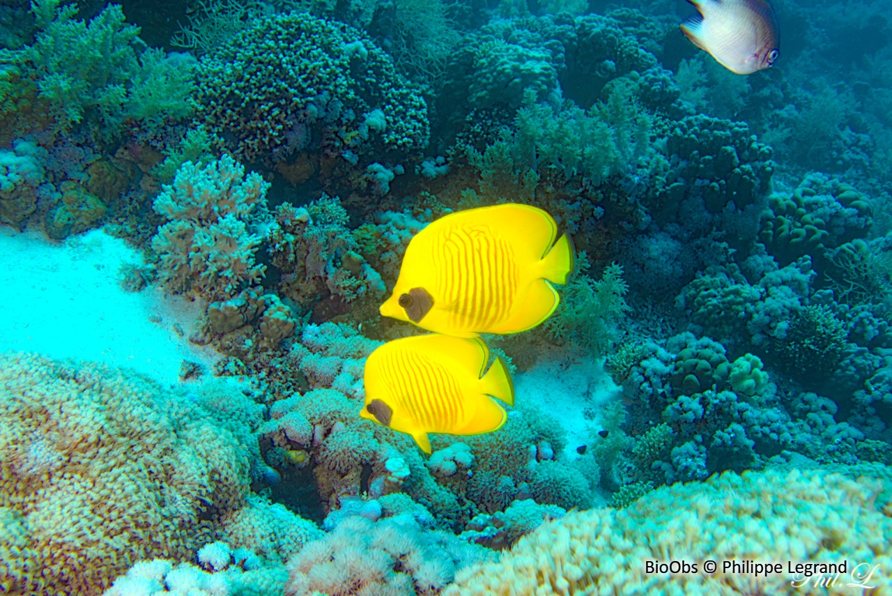 Poisson-papillon jaune - Chaetodon semilarvatus - Philippe Legrand - BioObs