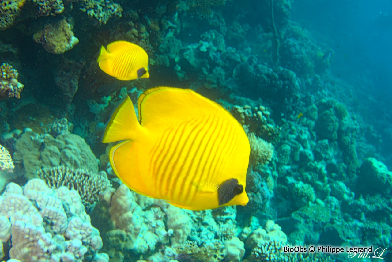 Poisson-papillon jaune - Chaetodon semilarvatus - Philippe Legrand - BioObs